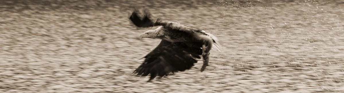 ein fliegender Adler über dem Meer