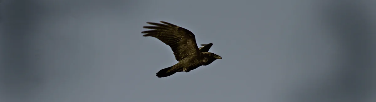 ein fliegender Rabe am Himmel